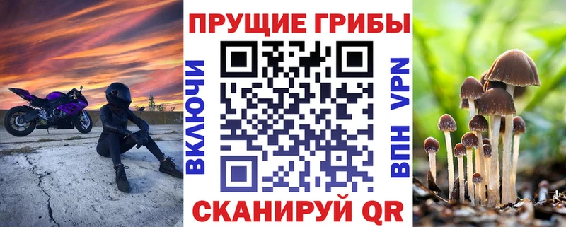Купить  Вязьма  Псилоцибиновые грибы Psilocybine cubensis 